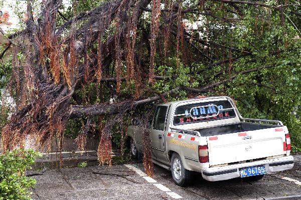 The photo taken on Sept. 10, 2010 shows a tree torn down by the typhoon Meranti in downtown Shishi, southeast China's Fujian Province. Meranti, the 10th typhoon that hit China this year, made landfall at Fujian on Friday, according to provincial flood control authorities.
