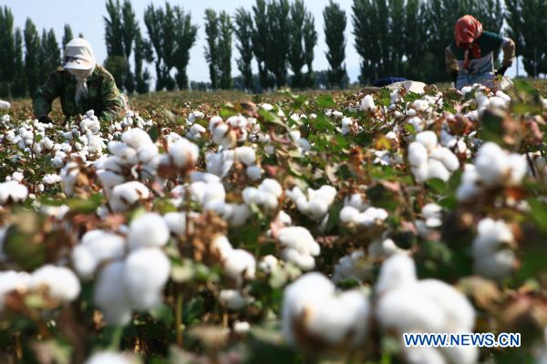 People pick cotton in a field in Mongolian Autonomous Prefecture of Bortala, northwest China's Xinjiang Uygur Autonomous Region, Sept. 16, 2010. 