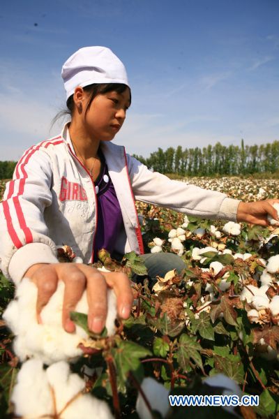 AA girl picks cotton in a field in Mongolian Autonomous Prefecture of Bortala, northwest China's Xinjiang Uygur Autonomous Region, Sept. 16, 2010. 