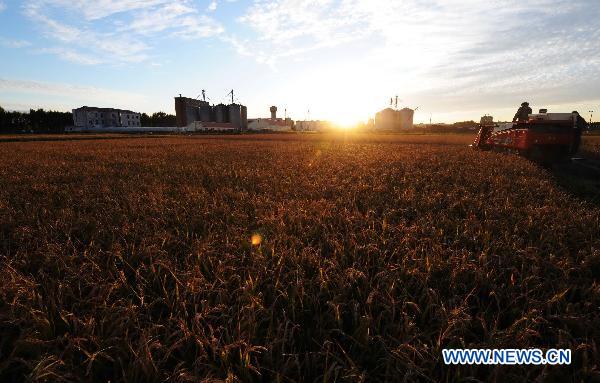 A reaper harvests paddies in a field of Farm 856 in northeast China's major rice producing province of Heilongjiang, Sept. 18, 2010. 