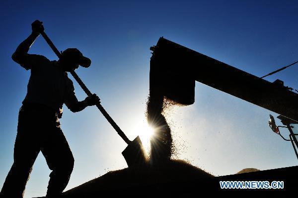 A farmer loads a truck with paddies in the Farm 856 in northeast China's major rice producing province of Heilongjiang, Sept. 15, 2010. 