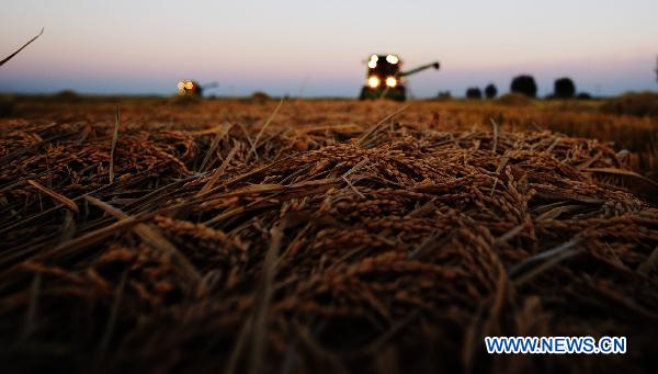 Reapers harvest paddies in a field of Farm 856 in northeast China's major rice producing province of Heilongjiang, Sept. 17, 2010.