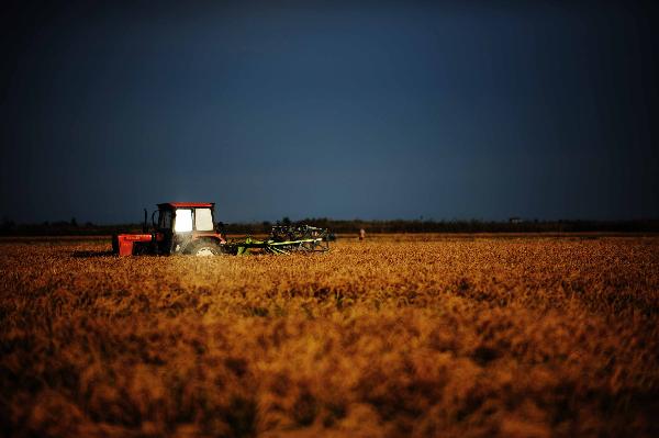 A reaper harvests paddies in a field of Farm 856 in northeast China&apos;s major rice producing province of Heilongjiang, Sept. 17, 2010. 