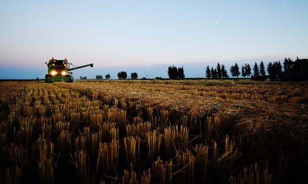 A reaper harvests paddies in a field of Farm 856 in northeast China&apos;s major rice producing province of Heilongjiang, Sept. 17, 2010. 