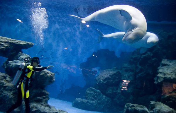 Photo taken on Sept. 28, 2010 shows a worker trains white whales in Haichang Polar Ocean Park in north China's Tianjin Municipality. [Xinhua] 