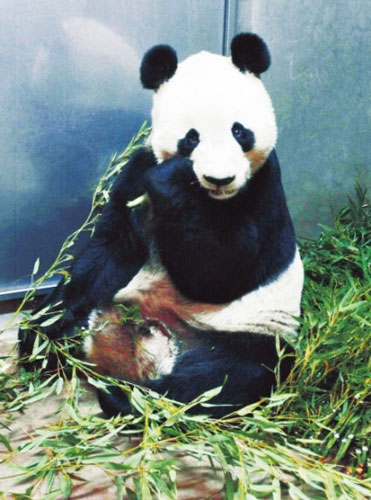 Panda Xing Xing [Photo: Xinhua]