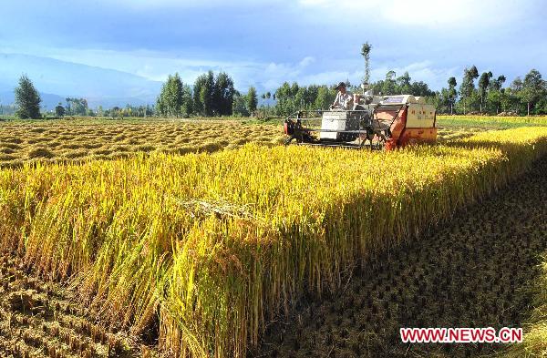 Yang Lishan harvests in a rice field in Taoshu Village, southwest China's Yunnan Province, Oct. 13, 2010.