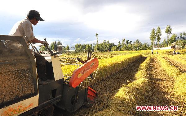 Yang Lishan smiles as he harvests in a rice field in Taoshu Village, southwest China's Yunnan Province, Oct. 13, 2010.