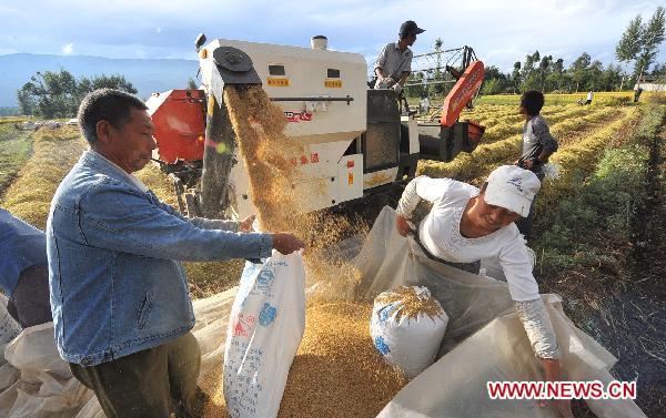 Xie Kangrun (1st R) harvests paddy in the field with her fellows in Taoshu Village, southwest China's Yunnan Province, Oct. 13, 2010.