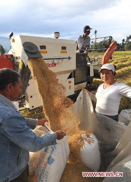 Xie Kangrun (1st R) harvests paddy in the field with her fellows in Taoshu Village, southwest China's Yunnan Province, Oct. 13, 2010. 