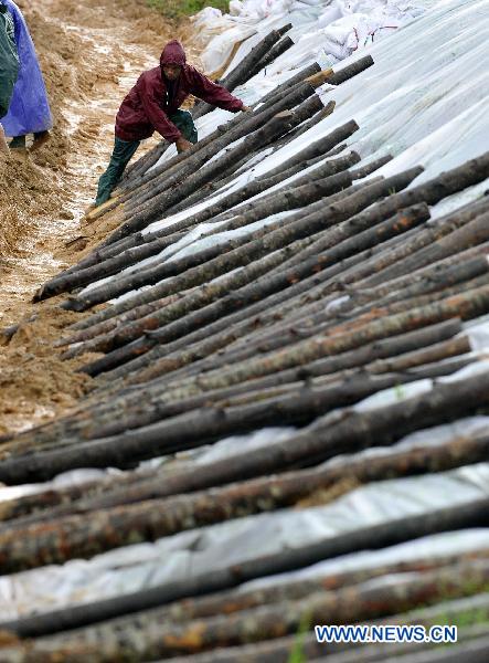 People place wooden piles to consolidate the dyke of Zhuli reservoir in Lingshui, south China&apos;s Hainan Province, Oct. 18, 2010.