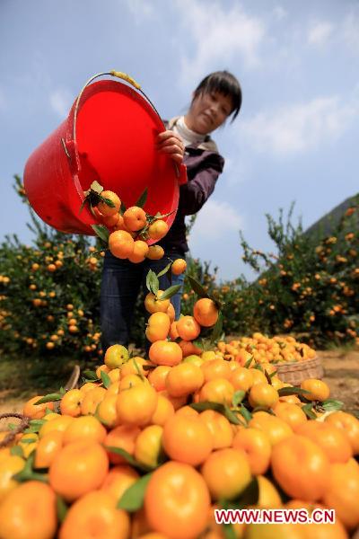 Qin Lanfang, an orchard worker, fills the baskets with newly harvested oranges in Liuzhou, southwest China's Guangxi Zhuang Autonomous Region, Oct. 22, 2010.
