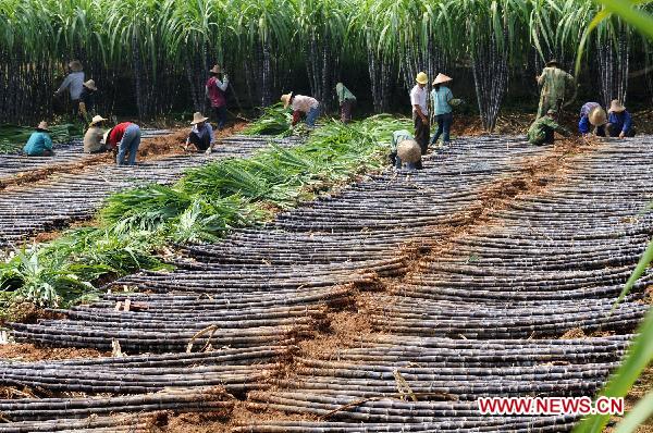 People harvest sugarcane in Fangchenggang, southwest China's Guangxi Zhuang Autonomous Region, Oct. 24, 2010.