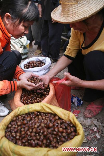 People sell newly harvested chestnuts in Hezhou, southwest China's Guangxi Zhuang Autonomous Region, Oct. 24, 2010. 