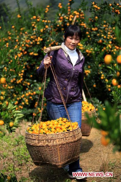 Qin Lanfang, an orchard worker, carries the newly harvested oranges in Liuzhou, southwest China's Guangxi Zhuang Autonomous Region, Oct. 22, 2010.