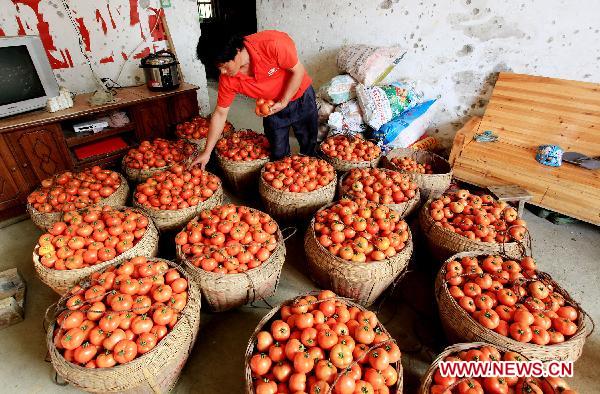 A man fills the baskets with newly harvested tomatos in Liuzhou, southwest China's Guangxi Zhuang Autonomous Region, Oct. 23, 2010. 