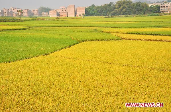 Photo taken on Oct. 24, 2010 shows the field of ripe rice in Nanning, capital of southwest China's Guangxi Zhuang Autonomous Region, Oct. 24, 2010.