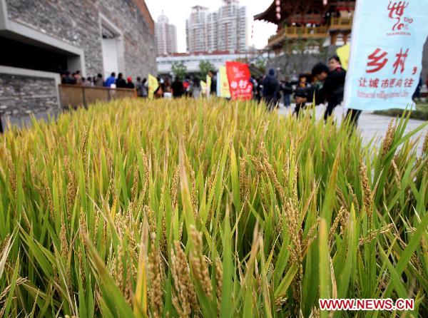 Photo taken on Oct. 25, 2010 shows the ripe rice at the Ningbo Urban Best Practice Areas (UBPA) Case Pavilion in the World Expo Park in east China'a Shanghai Municipality.