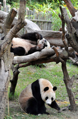 Two giant pandas rest at Xiangjiang Safari Park in Guangzhou, the capital of south China&apos;s Guangdong Province, Oct 25, 2010.