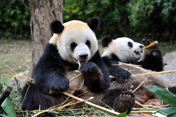 Pandas eat bamboos at the Xiangjiang Safari Park in Guangzhou, the capital of south China&apos;s Guangdong Province, Oct 25, 2010.