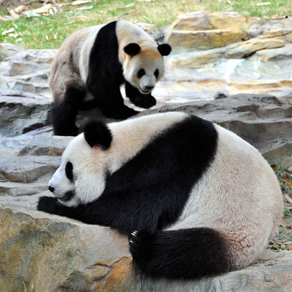 Two giant pandas rest at Xiangjiang Safari Park in Guangzhou, the capital of south Chin&apos;’s Guangdong Province, Oct 25, 2010