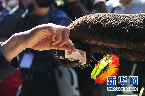 In this photo taken on December 11, 2009, an elephant was performing in a wild animal park in Xishuangbanna, the southernmost prefecture of Yunnan Province.