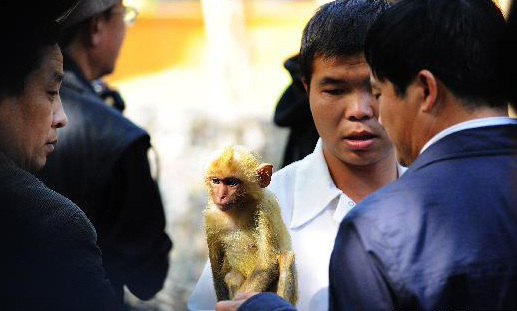 In this photo taken on December 11, 2009, tourists are watching a monkey and taking photos in a wild animal park in Xishuangbanna, the southernmost prefecture of Yunnan Province. 