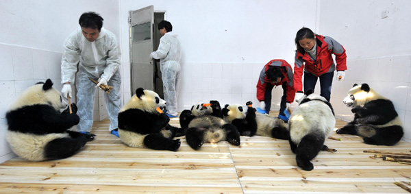 Six pandas eat their food in Guangzhou Xiangjiang Safari Park after they arrived their early Thursday morning, Oct 28, 2010. 