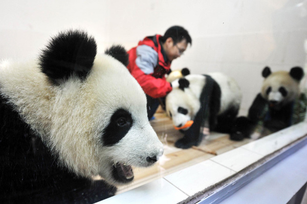 Pandas settle down in Guangzhou Xiangjiang Safari Park after their arrival on Oct 28, 2010. [Xinhua]