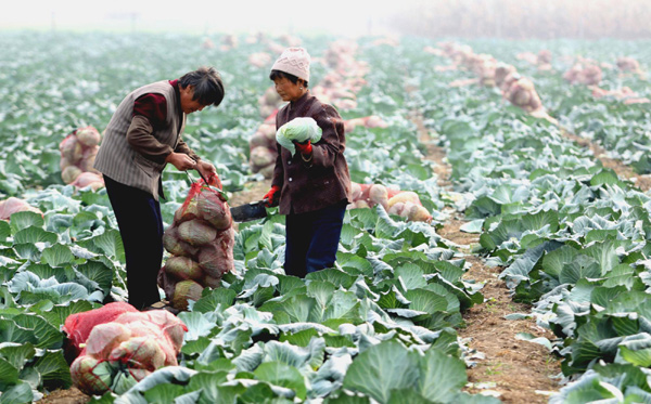 Farmers pick vegetables from their field in Anqiu, east China's Shandong Province, Nov 1, 2010. The vegetables will be transported to Guangzhou, where the Asian Games will be held from Nov 12 to 27.