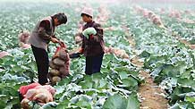 Farmers pick vegetables from their field in Anqiu, east China's Shandong Province, Nov 1, 2010. The vegetables will be transported to Guangzhou, where the Asian Games will be held from Nov 12 to 27.