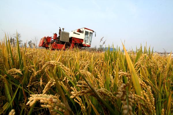 A reaping machine is seen working in a paddy field in Huaiyuan County of Bengbu, east China's Anhui Province, Nov. 3, 2010. 