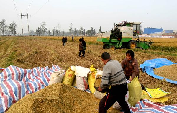 Farmers work in a paddy field in Huaiyuan County of Bengbu, east China's Anhui Province, Nov. 3, 2010.