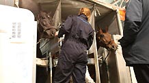 Horses are helped out of the cargo container on Thursday in Guangzhou. The first group of horses from South Korea for the Asian Games equestrian competition arrived at Guangzhou Baiyun Airport on Nov 4, 2010.