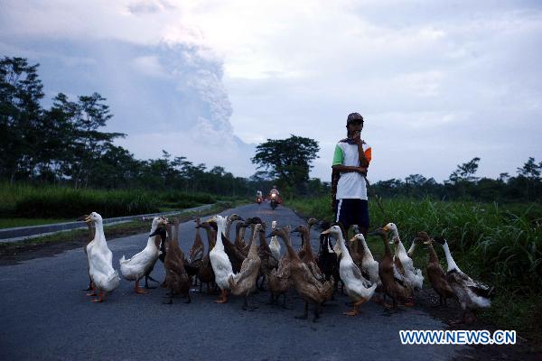 A man herds ducks as Merapi volcano spewed lava and smoke again, near the ancient city of Yogyakarta, Indonesia, on Nov. 4, 2010.