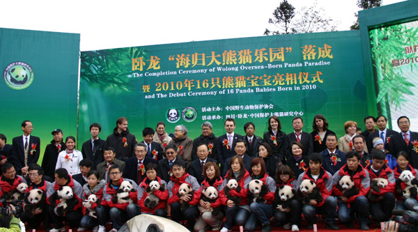 All 16 panda cubs born at the Wolong center in 2010 makes a debut at Bifeng Gorge Breeding Base in Ya&apos;an city in southwest China&apos;s Sichuan Province, Nov 19, 2010.