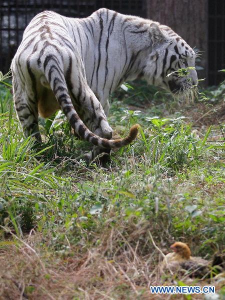 A white Bengal tiger passes by a chicken at the Jiufeng Forest Zoo in Wuhan, capital of central China's Hubei Province, Nov. 20, 2010. 