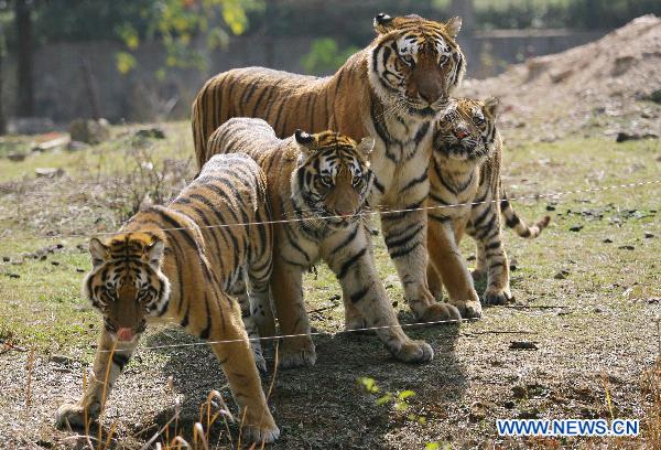 Tigers are seen at the Jiufeng Forest Zoo in Wuhan, capital of central China's Hubei Province, Nov. 20, 2010. It is estimated that there are merely 50-60 wild tigers surviving in China.