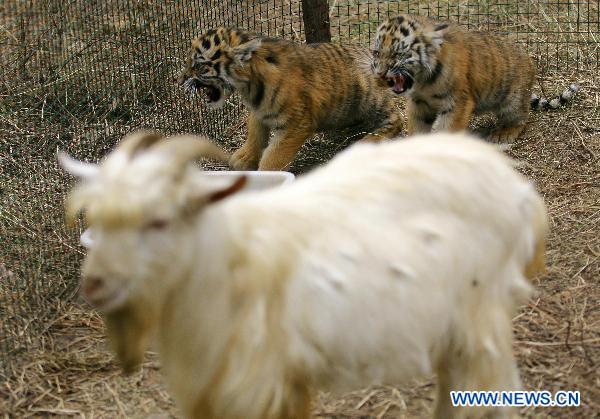 Two abandoned Siberian tiger cubs are 'cared' by a goat at the Jiufeng Forest Zoo in Wuhan, capital of central China's Hubei Province, Nov. 14, 2010.