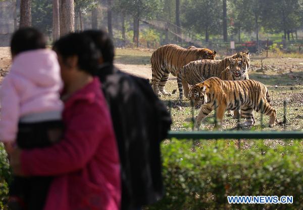 Tourists watch tigers at the Jiufeng Forest Zoo in Wuhan, capital of central China's Hubei Province, Nov. 20, 2010. 