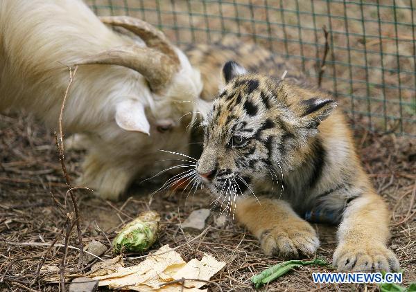 An abandoned Siberian tiger cub is 'cared' by a goat at the Jiufeng Forest Zoo in Wuhan, capital of central China's Hubei Province, Nov. 14, 2010. 