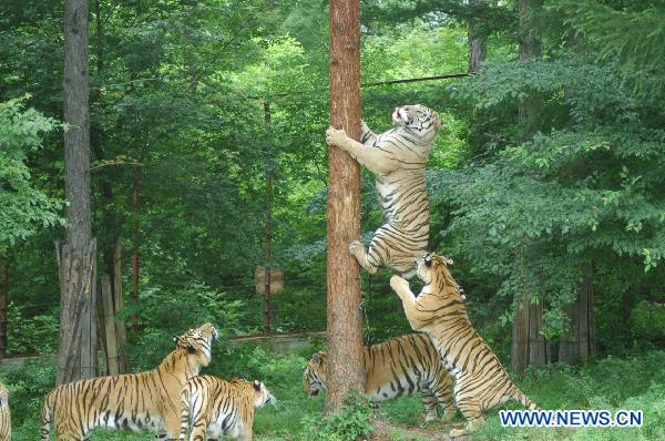 File photo taken on July 12, 2010 shows Siberian tigers attempting to climb up a tree during a wildlife training in the Siberian tiger preservation park in Mudanjiang, northeast China's Helongjiang Province. 