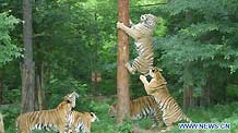 File photo taken on July 12, 2010 shows Siberian tigers attempting to climb up a tree during a wildlife training in the Siberian tiger preservation park in Mudanjiang, northeast China's Helongjiang Province.