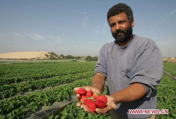 A Palestinian farmer displays strawberries at a farm in the Northern Gaza Strip town of Beit Lahia on Nov. 28, 2010. 