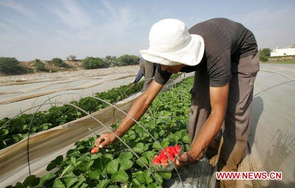 A Palestinian farmer harvests strawberries at a farm in the Northern Gaza Strip town of Beit Lahia on Nov. 28, 2010.