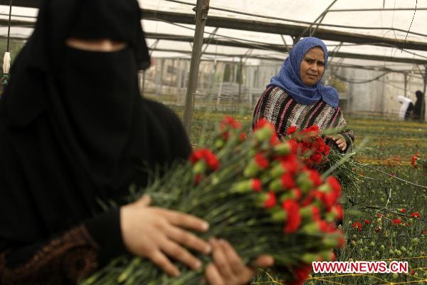 Palestinian farmers pick flowers at a farm in Rajah, southern Gaza Strip, Nov. 28, 2010. 