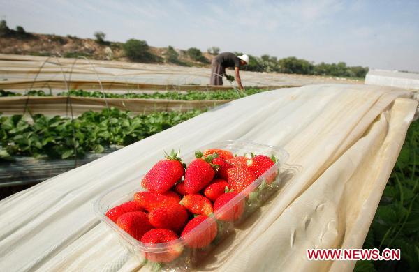 Strawberries are displayed at a farm in the Northern Gaza Strip town of Beit Lahia on Nov. 28, 2010. 