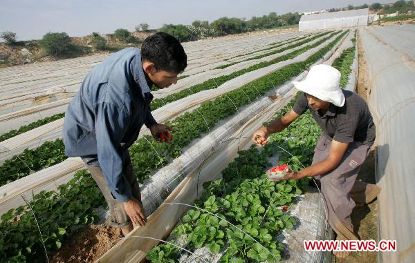 Palestinian farmers harvest strawberries at a farm in the Northern Gaza Strip town of Beit Lahia on Nov. 28, 2010. 
