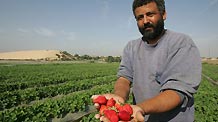 A Palestinian farmer displays strawberries at a farm in the Northern Gaza Strip town of Beit Lahia on Nov. 28, 2010.