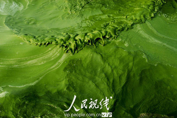 The water in Dianchi Lake has turned green and smelly after pollutants and warmer temperatures caused an algae outbreak along the Haigeng Dyke in Kunming, Yunnan Province. 